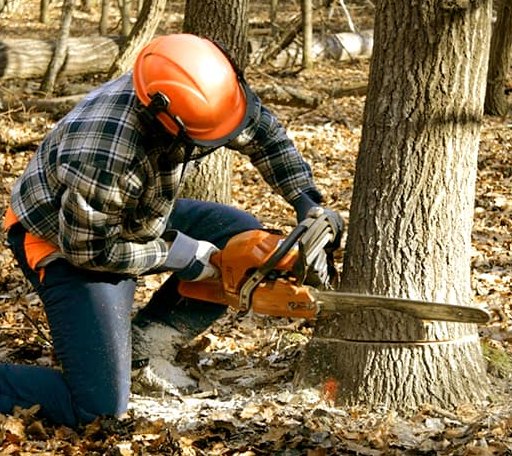 Tree Removal in Peaks Island, ME